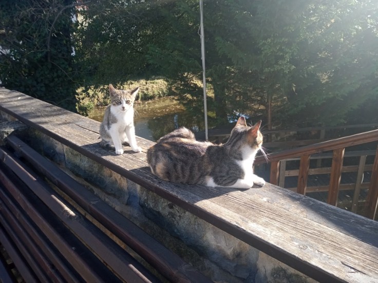 Котките са на почит в Трявна